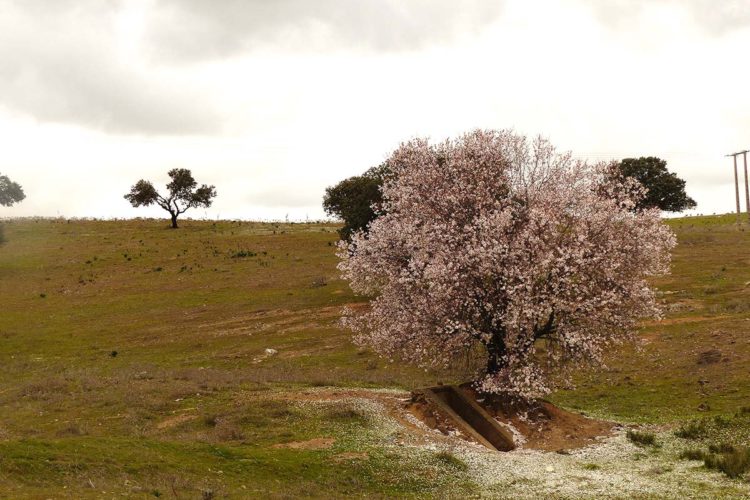 Cabañuelas: En marzo, los almendros en flor y los mozos en amor