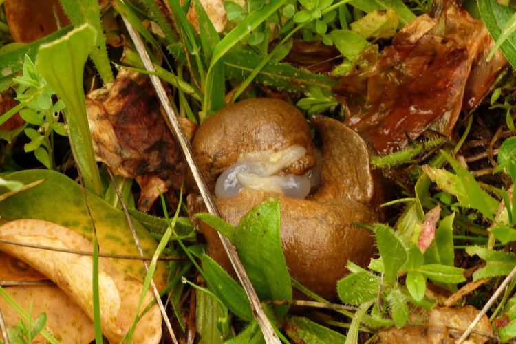 Fauna de la Serranía de Ronda: Babosas (Limacos)