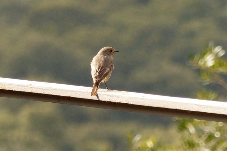 Fauna de la Serranía de Ronda: Colirrojo tizón (Phoenicurus ochruros)