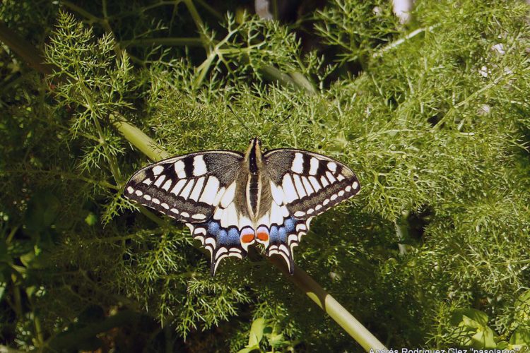 Fauna de la Serranía de Ronda: Mariposa Macaón (Papilio Machaon)