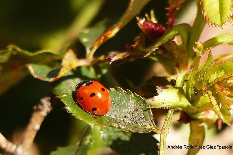 Fauna de la Serranía de Ronda: Mariquita de siete puntos (Coccinella septempunctata)