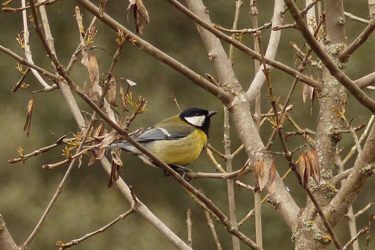 Fauna de la Serranía de Ronda: Carbonero común. Parajito de agua (Parus major)