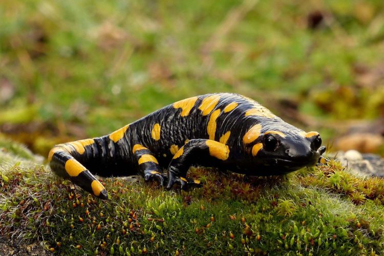 Fauna de la Serranía de Ronda: Salamandra común (Salamandra longirostris)