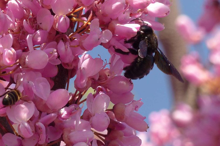 Plantas de la Serranía de Ronda: Árbol de Judas (Cercis siliquastrum)