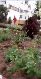 El viento ha arrancado un árbol en San Rafael.