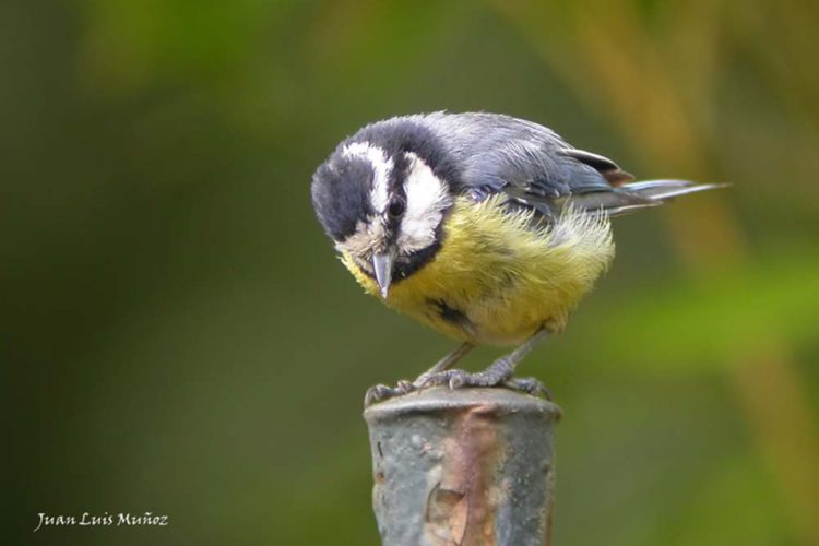 Fauna de la Serranía de Ronda: Herrerillo Común (Cyanistes caeruleus)