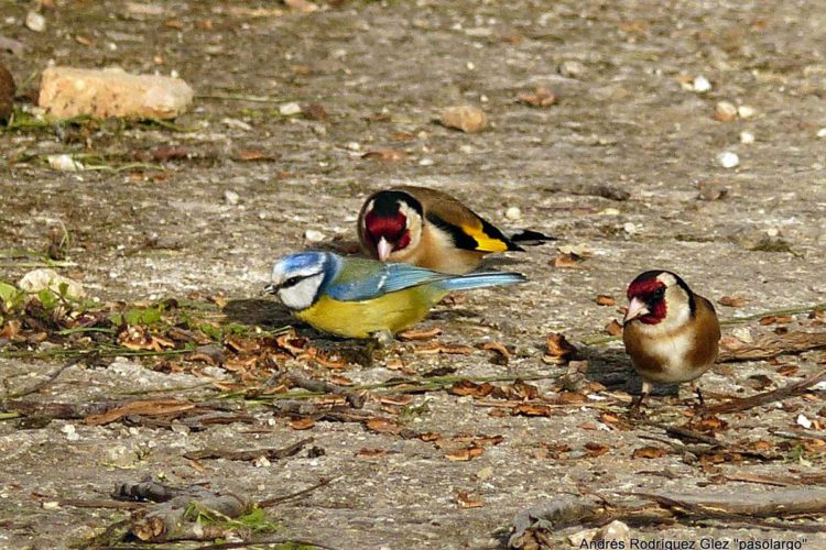 Fauna de la Serranía de Ronda: Jilguero (Carduelis carduelis)