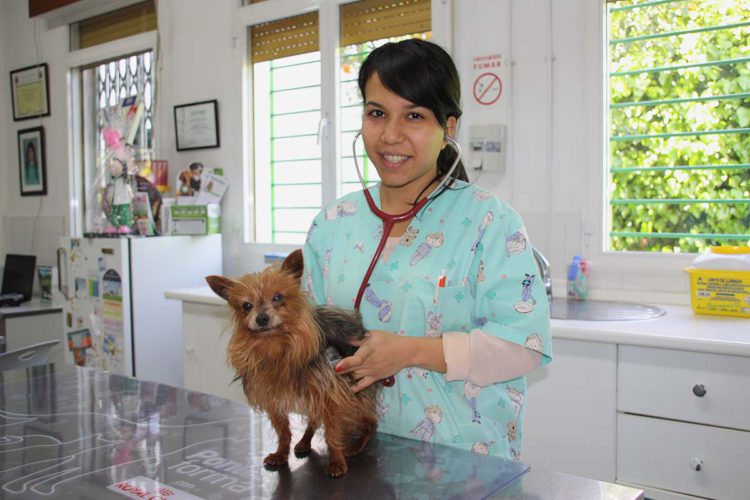 María Vázquez, veterinaria: «Cuando llega la primavera debemos mantener una serie de precauciones con nuestras mascotas»