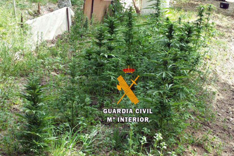La Guardia Civil desmantela una plantación de marihuana en Arriate y detiene al joven que la mantenía