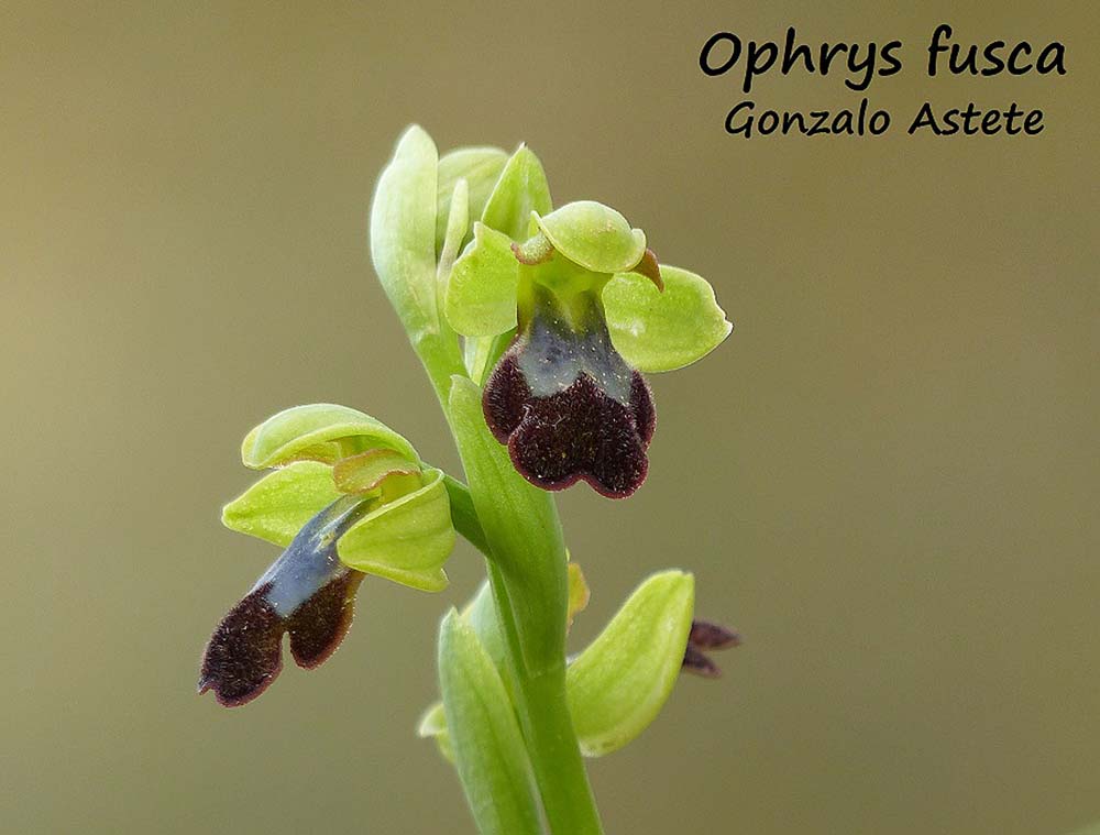 Orquídeas de la Serranía de Ronda: Orquídea Abejera oscura (Ophrys fusca) |  Diario Ronda