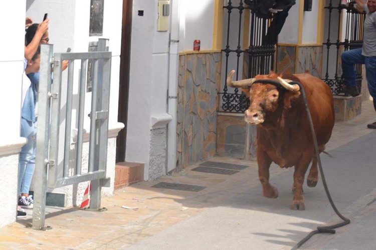 Más de 8.000 visitantes se acercaron a Gaucín para correr el Toro de Cuerda del Domingo de Resurreción