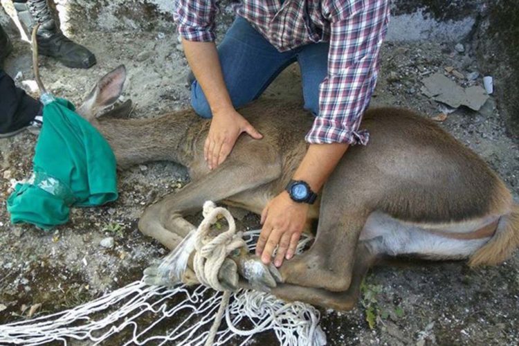 Rescatan en la UVA a un ejemplar de venado que fue trasladado por la Patrulla Verde y el Seprona a su hábitat natural