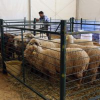 Ronda recupera su legado ganadero con la inauguración de la Real Feria de Mayo