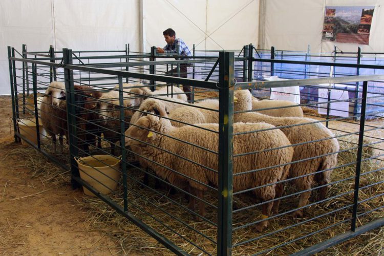 AgroRonda 2017 ofrece lo mejor de la agricultura y la ganadería de la Serranía en el Recinto Ferial Ángel Harillo