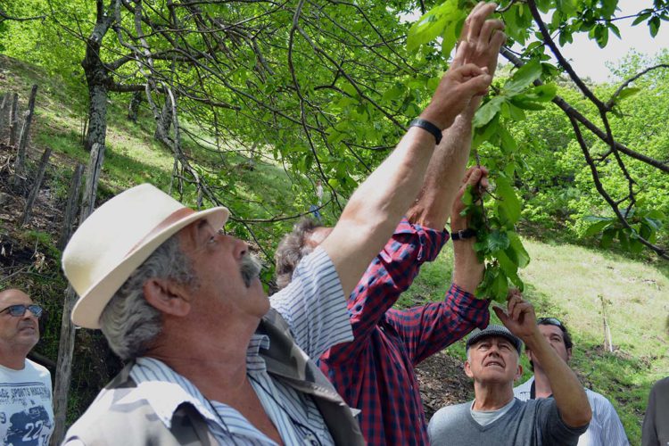 Los cultivadores del Genal alertan de que la plaga de la avispilla ya afecta al cien por cien de la producción de la castaña bravía