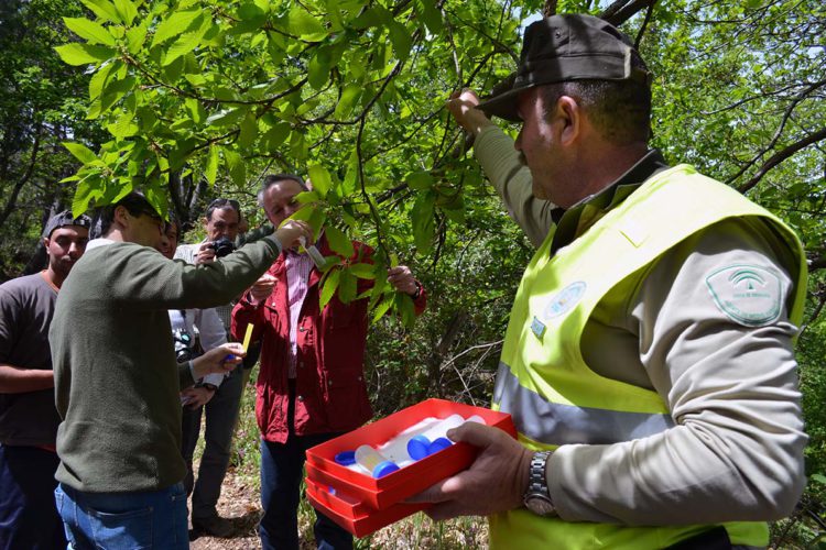 La Consejería de Medio Ambiente suelta 130 dosis del Torymus sinensis para combatir la avispilla del castaño en el Valle del Genal