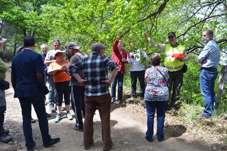 Productores de castaña y alcaldes del Valle del Genal reclaman al Gobierno y a la Junta que actúen de forma urgente contra la plaga de la avispilla