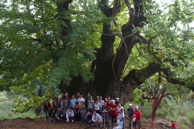 Árboles y arboledas de la Serranía: Castaño Santo