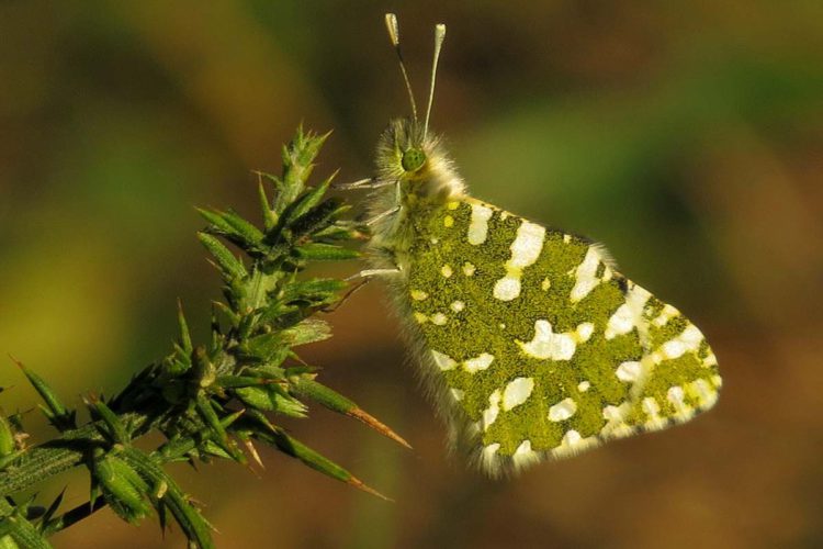 Mariposas de la Serranía de Ronda: Blanquiverdosa meridional (Euchloe crameri)