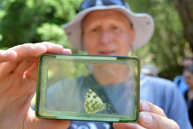 Jubrique y la Diputación de Málaga organizan un taller de iniciación a las mariposas