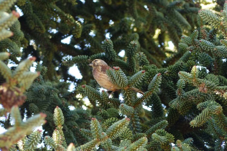 Fauna de la Serranía de Ronda: Pardillo Común (Carduelis cannabina)