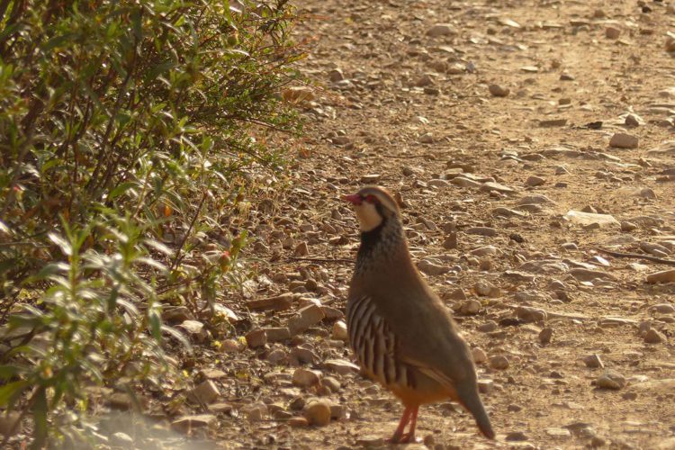 Fauna de la Serranía de Ronda: Perdiz roja (Alectoris rufa)