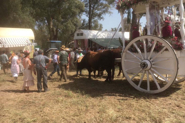 La Hermandad del Rocío de Ronda afronta la cuarta jornada del camino con un intenso calor y con atascos