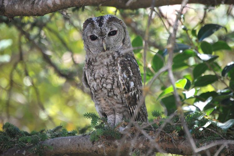 Fauna de la Serranía de Ronda: Cárabo (Strix aluco)