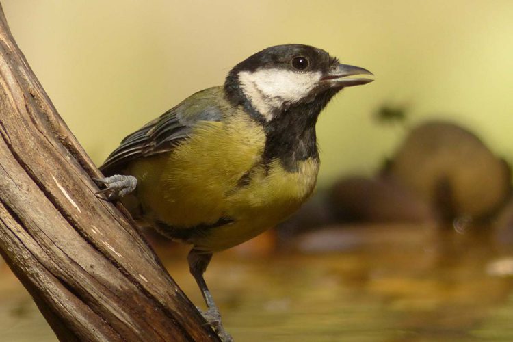 Fauna de la Serranía de Ronda: Carbonero común (Parus major)