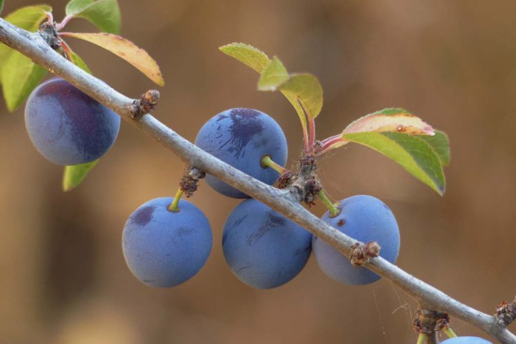 Plantas de la Serranía de Ronda: Endrino (Prunus spinosa)