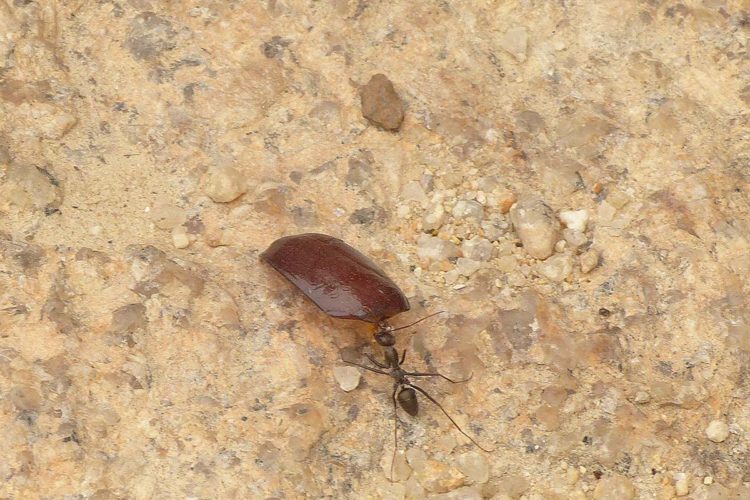 Hormigas de la Serranía de Ronda: Cataglyphis hispanica