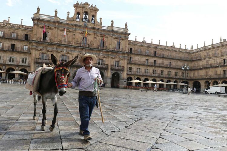 Isidro y su burra ‘Molinera’ llegan a Salamanca tras un mes y medio de camino para conmemorar el viaje que realizó cuatro siglos atrás Vicente Espinel