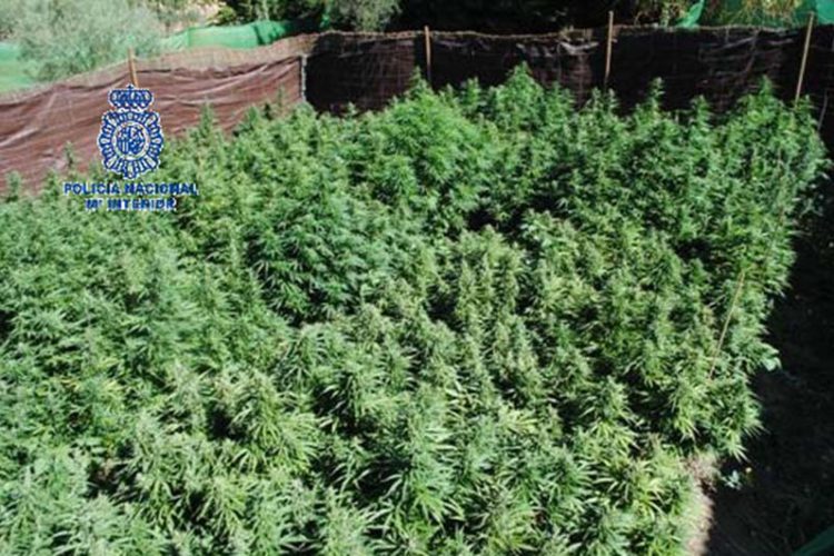 La Policía Nacional localizó un total de 1.275 plantas de marihuana en la operación que realizó a principios de julio en una finca de Ronda