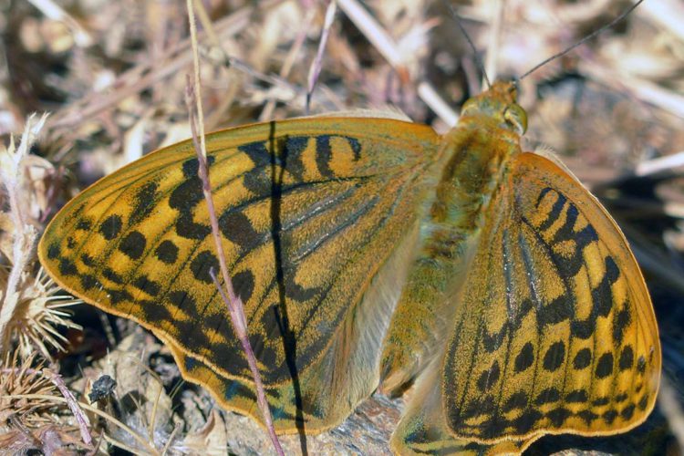 Fauna de la Serranía de Ronda: Mariposa Pandora