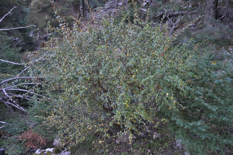 Plantas de la Serranía de Ronda: Agracejo común, Agrazon, Garbazon, Vinagrera, Vinagreta (Berberis vulgaris)