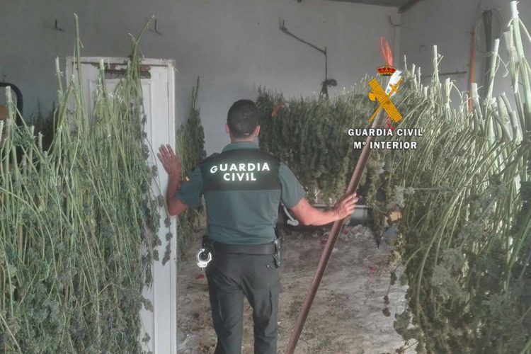 La Guardia Civil detiene a cuatro personas de origen lituano por cultivar marihuana en la Serranía