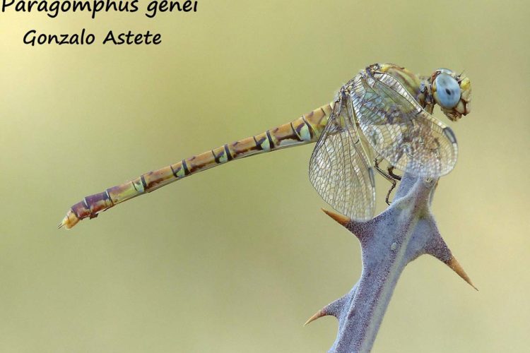 Libélulas de la Serranía de Ronda: Paragomphus genei