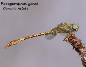Otra`imagen de este insecto volador.