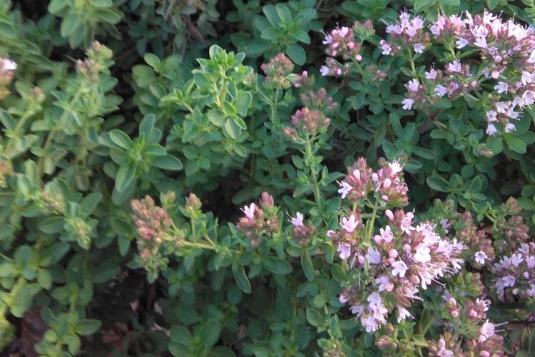 Plantas de la Serranía de Ronda: Orégano, mejorana silvestre (Origanum vulgare)