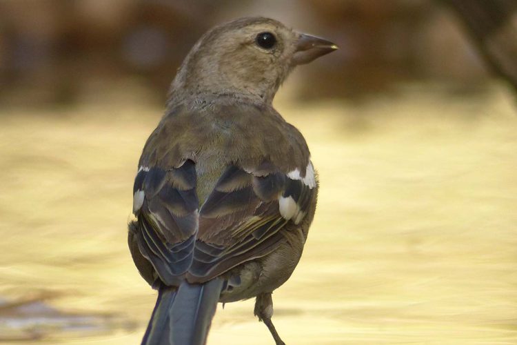 Fauna de la Serranía de Ronda: Pinzón Vulgar (Fringilla coelebs)