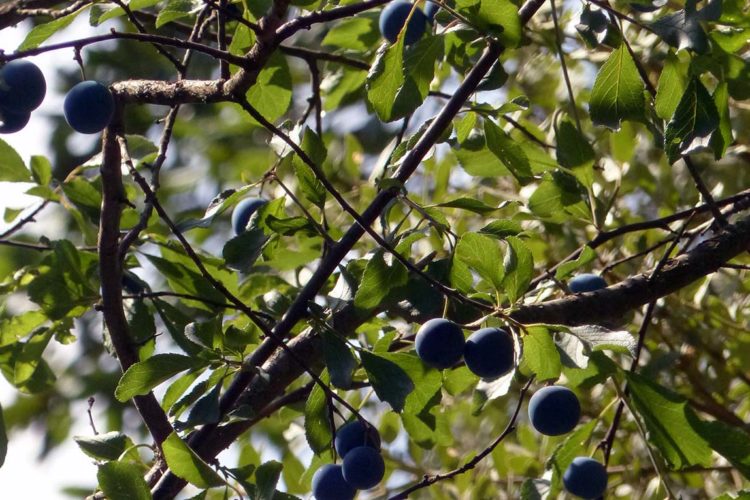 Plantas de la Serranía de Ronda: Ciruelo silvestre (Prunus insititia)