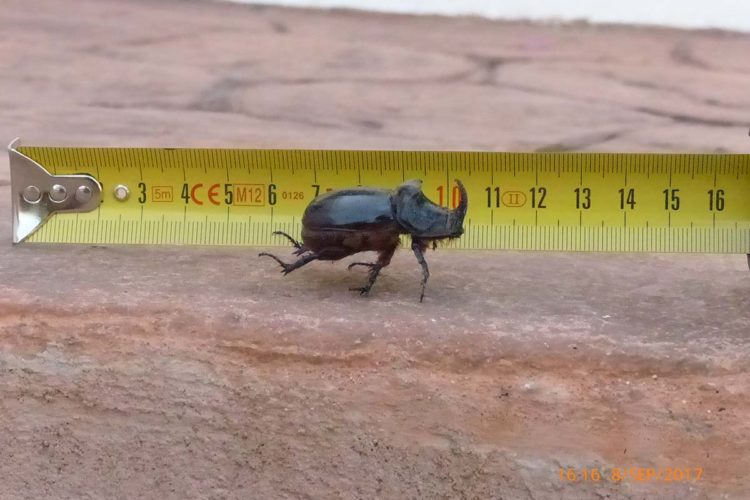 Fauna de la Serranía de Ronda: Escarabajo rinoceronte europeo (Oryctes nasicornis)