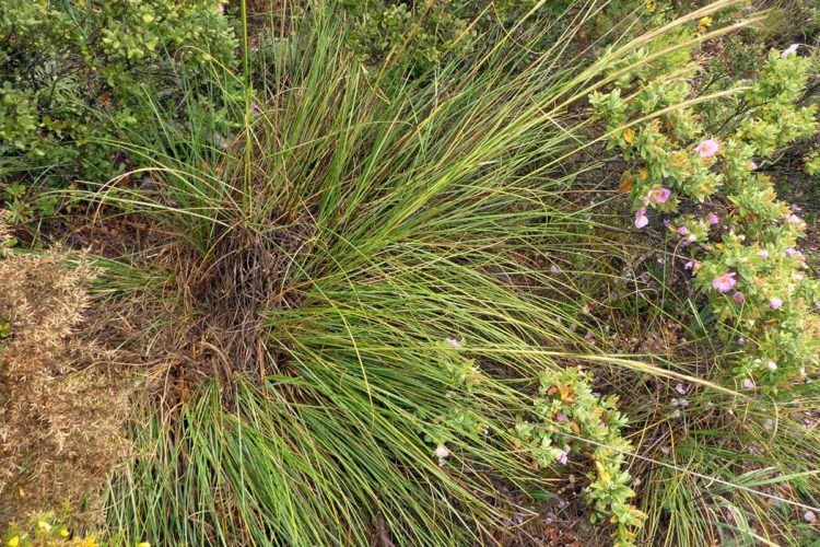 Plantas de la Serranía de Ronda: Esparto, atocha, atochín, alfa, ariza, atochón, espartera, limpiasantos (Macrochloa tenacissima)