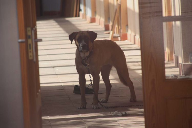 El abandonado edificio del Mueble Rondeño además de okupas ya también acoge a animales en su interior