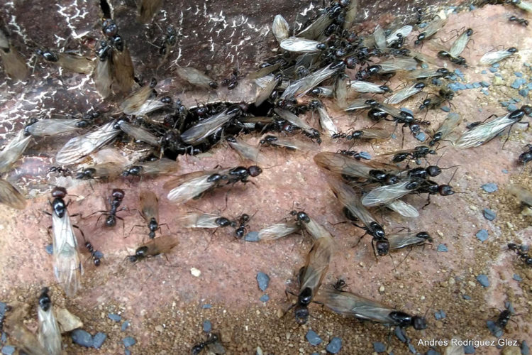 Fauna de la Serranía de Ronda: Las alúas