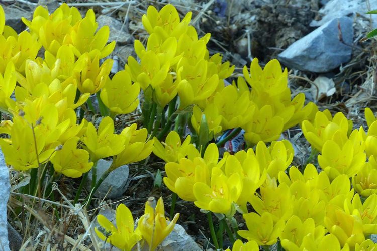 Plantas de la Serranía de Ronda: Azucena amarilla, azafrán dorado (Sternbergia lutea)