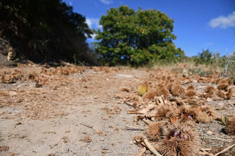 Cartajima realiza diferentes mejoras en sus caminos vecinales