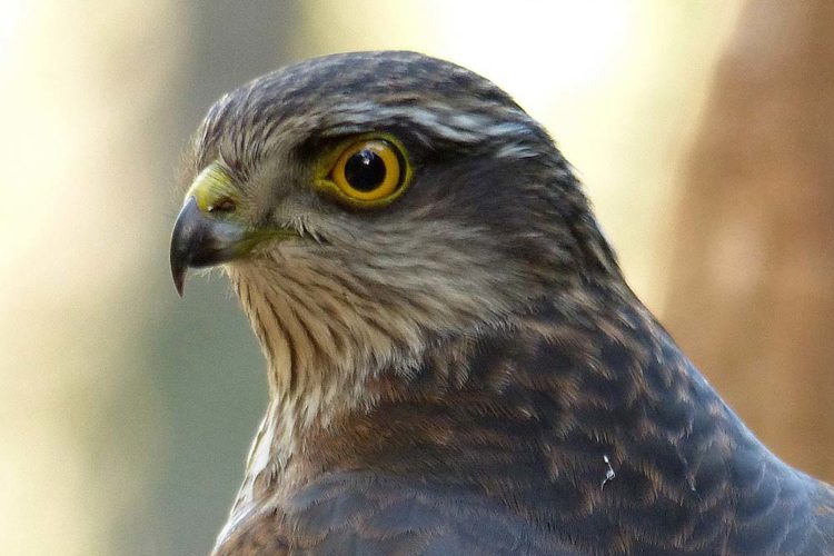 Fauna de la Serranía de Ronda: Gavilán común (Accipiter nisus)