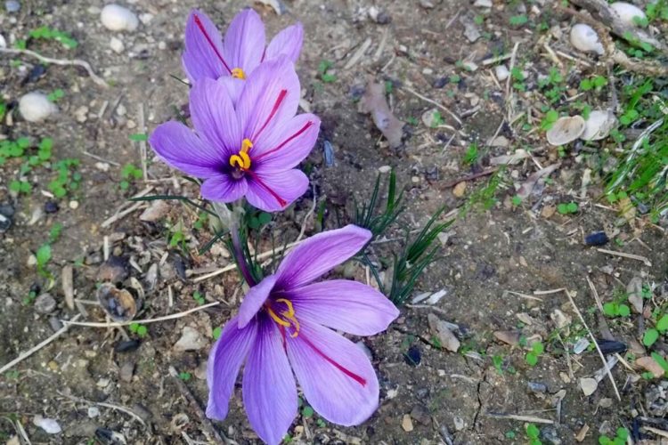 Plantas de la Serranía de Ronda: Azafrán (Crocus sativus); la especia más cara del mundo