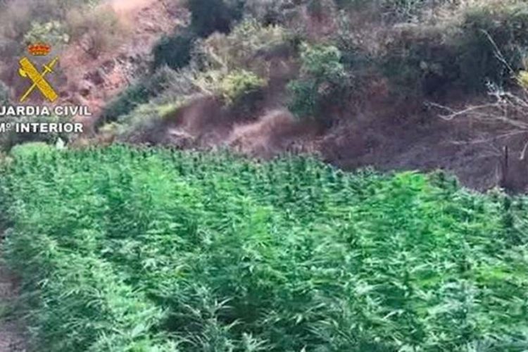 La Guardia Civil desarticula una organización criminal que mantenía una plantación de marihuana en la estación de Gaucín